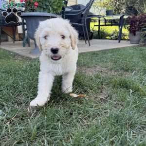 Otis, Sheepadoodle Puppy