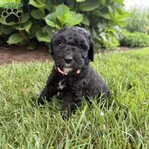 Kitt, Sheepadoodle Puppy