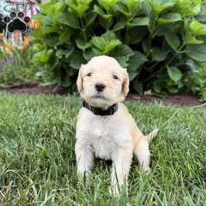 Otis, Sheepadoodle Puppy