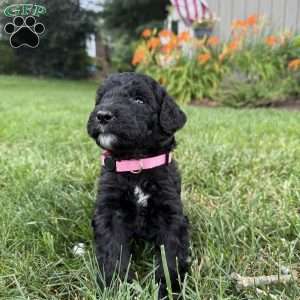 Kitt, Sheepadoodle Puppy