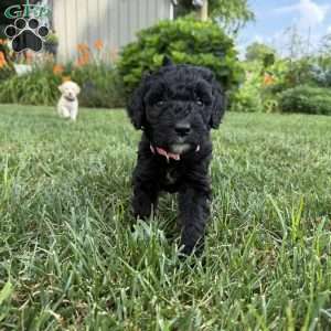 Kitt, Sheepadoodle Puppy