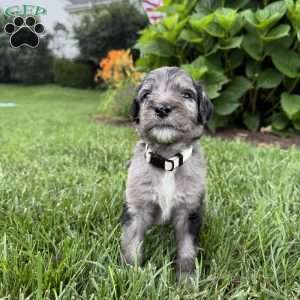 Perry, Sheepadoodle Puppy