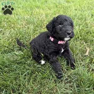 Kitt, Sheepadoodle Puppy
