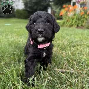 Kitt, Sheepadoodle Puppy