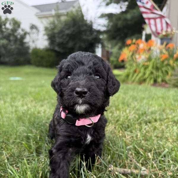 Kitt, Sheepadoodle Puppy