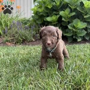 Forrest, Sheepadoodle Puppy