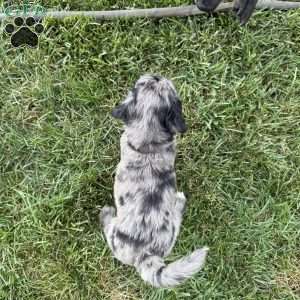 Perry, Sheepadoodle Puppy