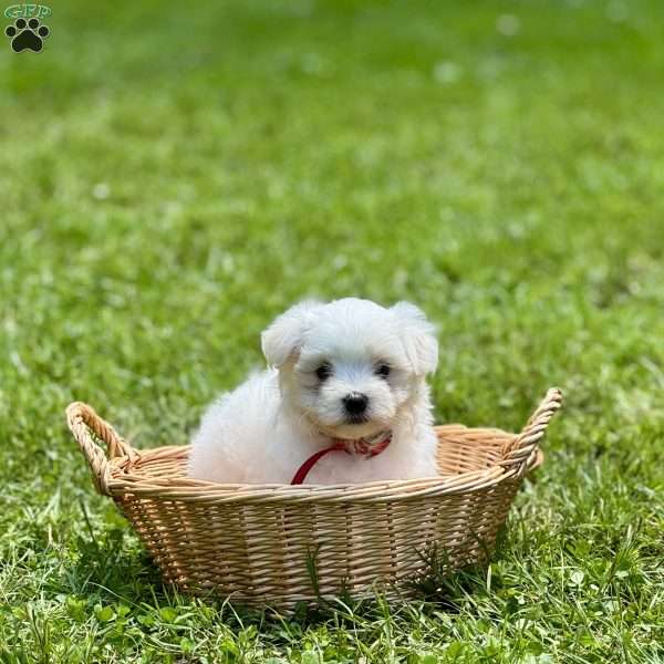 Alex, Maltese Puppy