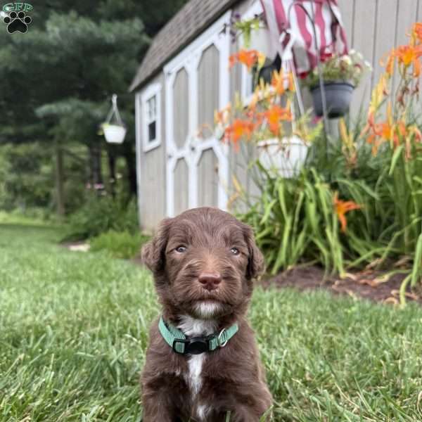 Forrest, Sheepadoodle Puppy