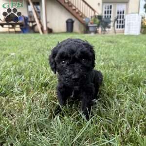 Holly, Sheepadoodle Puppy