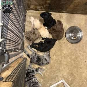 Otis, Sheepadoodle Puppy