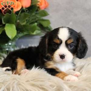 Butterscotch, Miniature Bernese Mountain Dog Puppy