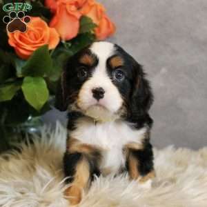 Butterscotch, Miniature Bernese Mountain Dog Puppy