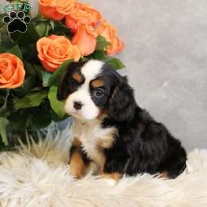 Butterscotch, Miniature Bernese Mountain Dog Puppy