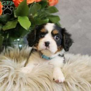 Fudge, Miniature Bernese Mountain Dog Puppy
