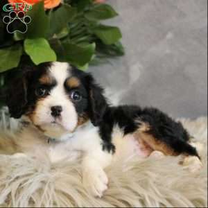 Fudge, Miniature Bernese Mountain Dog Puppy
