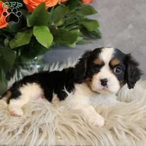 Fudge, Miniature Bernese Mountain Dog Puppy