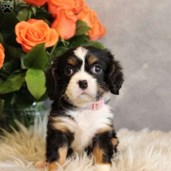 JellyBean, Miniature Bernese Mountain Dog Puppy