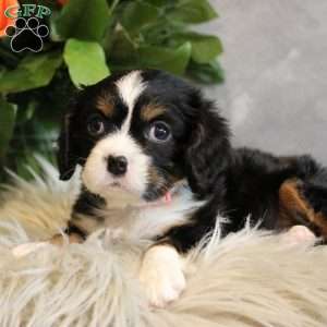 JellyBean, Miniature Bernese Mountain Dog Puppy