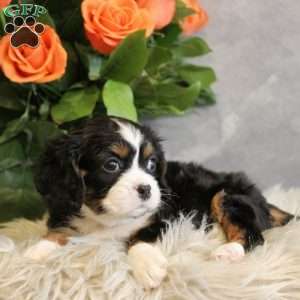 JellyBean, Miniature Bernese Mountain Dog Puppy