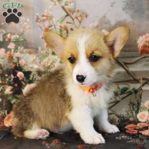 Snickers, Pembroke Welsh Corgi Puppy
