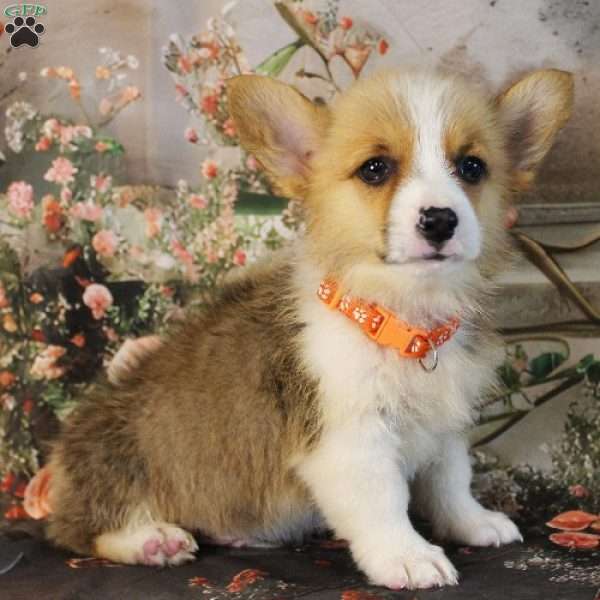 Snickers, Pembroke Welsh Corgi Puppy