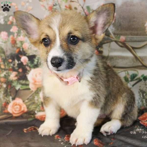 Taffy, Pembroke Welsh Corgi Puppy