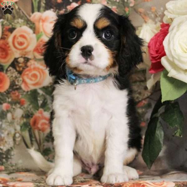 Fudge, Miniature Bernese Mountain Dog Puppy