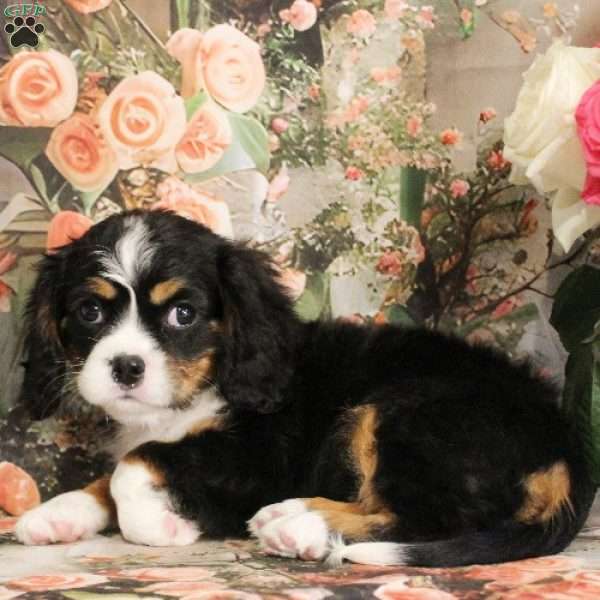 JellyBean, Miniature Bernese Mountain Dog Puppy