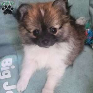 Violet-TinyToy, Pomeranian Puppy