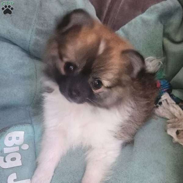 Violet-TinyToy, Pomeranian Puppy