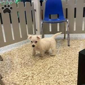 Shelby, West Highland Terrier Puppy