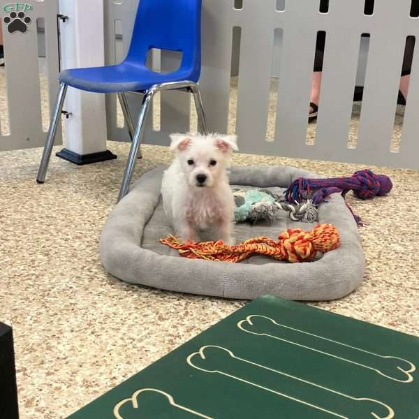 Shelby, West Highland Terrier Puppy