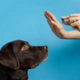 womain training a black lab with treat and hand signals