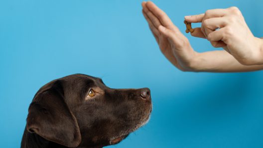 How to Train a Deaf Dog