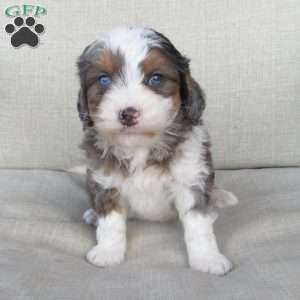Jewel, Mini Bernedoodle Puppy