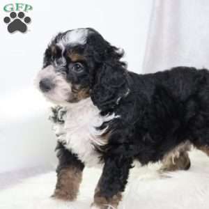Liam, Mini Bernedoodle Puppy