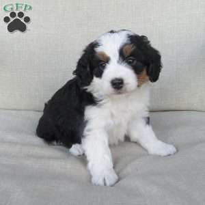 Hazel, Mini Bernedoodle Puppy