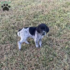 Lincoln, German Shorthaired Pointer Puppy