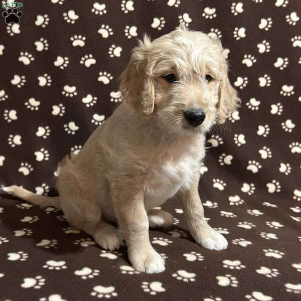 CHURRO, Goldendoodle Puppy
