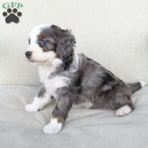 Gigi, Mini Bernedoodle Puppy