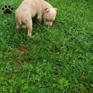 MR . BLUE EYE CREME SPOTS, Cane Corso Puppy