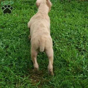 MR . BLUE EYE CREME SPOTS, Cane Corso Puppy