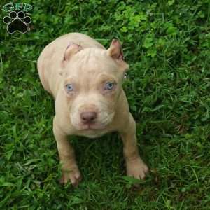 MR . BLUE EYE CREME SPOTS, Cane Corso Puppy
