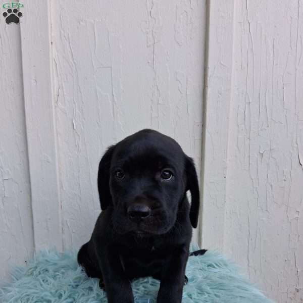 Juno, Labrador Mix Puppy