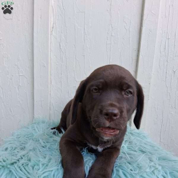 Penny, Labrador Mix Puppy