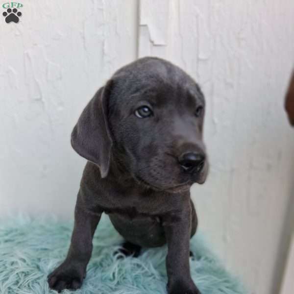 Stella, Labrador Mix Puppy