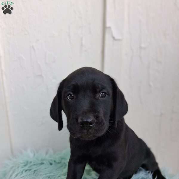 Tucker, Labrador Mix Puppy