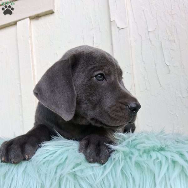 Flint, Labrador Mix Puppy