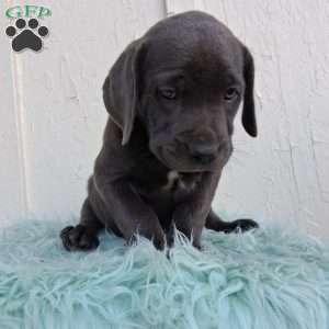 Diesel, Labrador Mix Puppy
